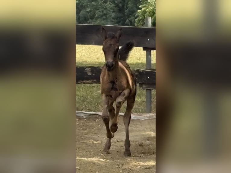 Koń czystej krwi arabskiej Klacz  Kara in Mengen