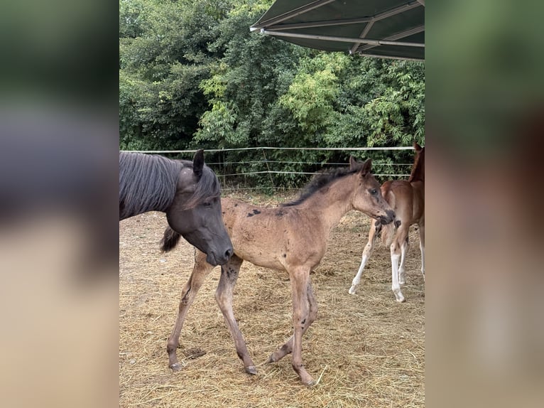 Koń czystej krwi arabskiej Klacz  Kara in Mengen