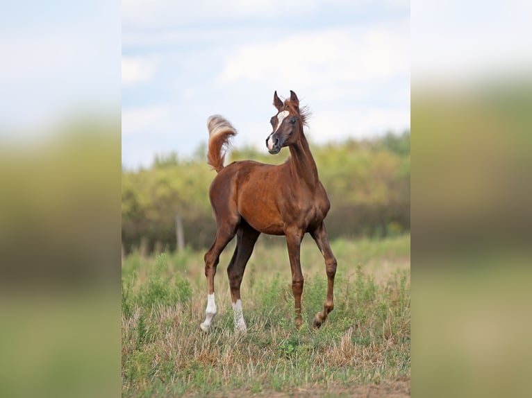 Koń czystej krwi arabskiej Klacz Źrebak (04/2025) Kasztanowata in Stryk&#xF3;w