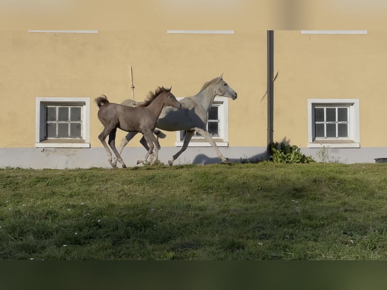 Koń czystej krwi arabskiej Klacz Źrebak (05/2025) Kasztanowatodereszowata in Grafenstein