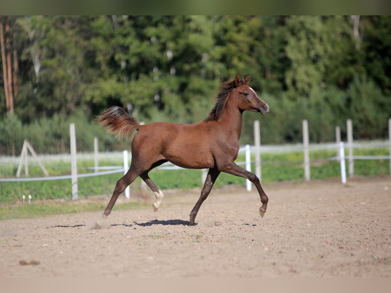 Koń czystej krwi arabskiej Klacz Źrebak (09/2025) Siwa in Głowno