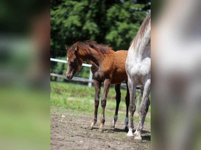 Koń czystej krwi arabskiej Klacz Źrebak (09/2025) Siwa in Głowno