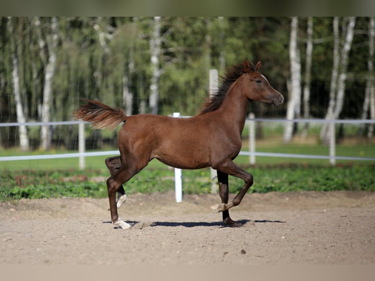 Koń czystej krwi arabskiej Klacz Źrebak (09/2025) Siwa in Głowno