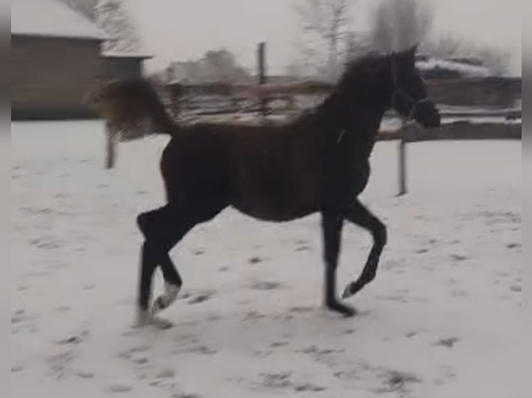 Koń czystej krwi arabskiej Klacz Źrebak (09/2025) Siwa in Głowno