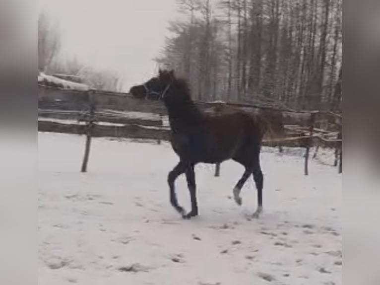 Koń czystej krwi arabskiej Klacz Źrebak (09/2025) Siwa in Głowno