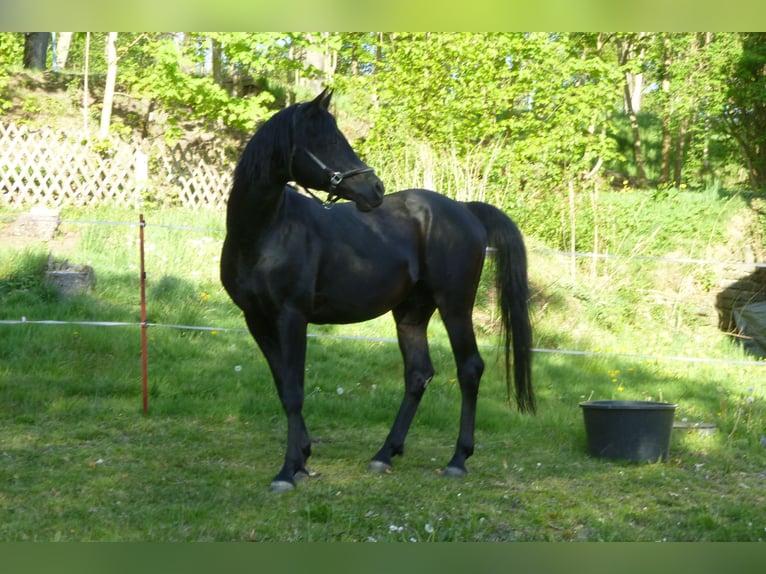 Koń czystej krwi arabskiej Ogier 10 lat 156 cm Kara in Elterlein
