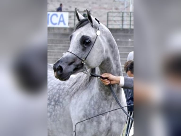 Koń czystej krwi arabskiej Ogier 10 lat 160 cm Siwa w hreczce in Salamanca