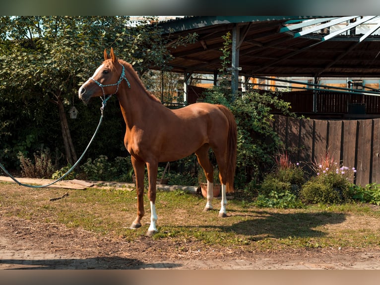 Koń czystej krwi arabskiej Ogier 11 lat Ciemnokasztanowata in Nörvenich