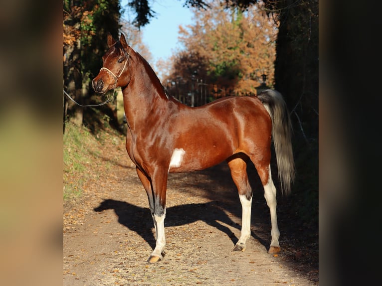 Koń czystej krwi arabskiej Ogier 12 lat 155 cm Tobiano wszelkich maści in Serignac peboudou