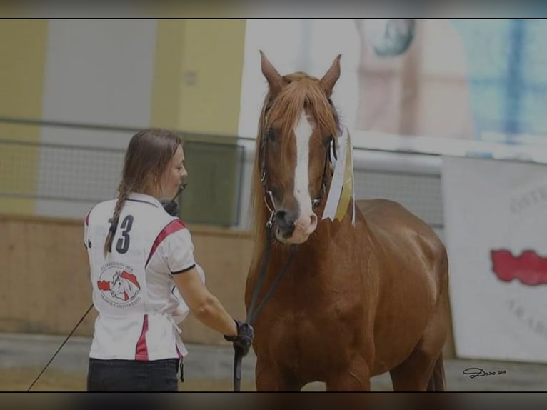 Koń czystej krwi arabskiej Ogier 13 lat 157 cm Kasztanowata in Villach-Innere Stadt