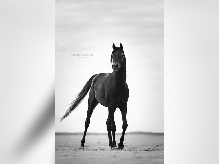 Koń czystej krwi arabskiej Ogier 13 lat 158 cm Kara in Hobro