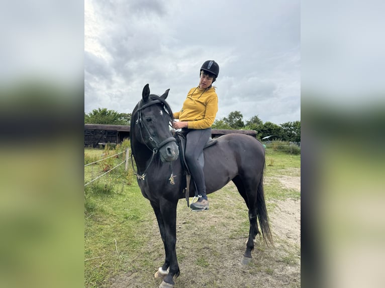 Koń czystej krwi arabskiej Ogier 13 lat 158 cm Kara in Hobro