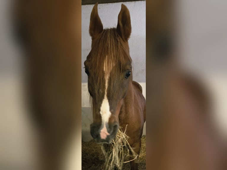 Koń czystej krwi arabskiej Ogier 15 lat 150 cm Kasztanowata in Wildeshausen