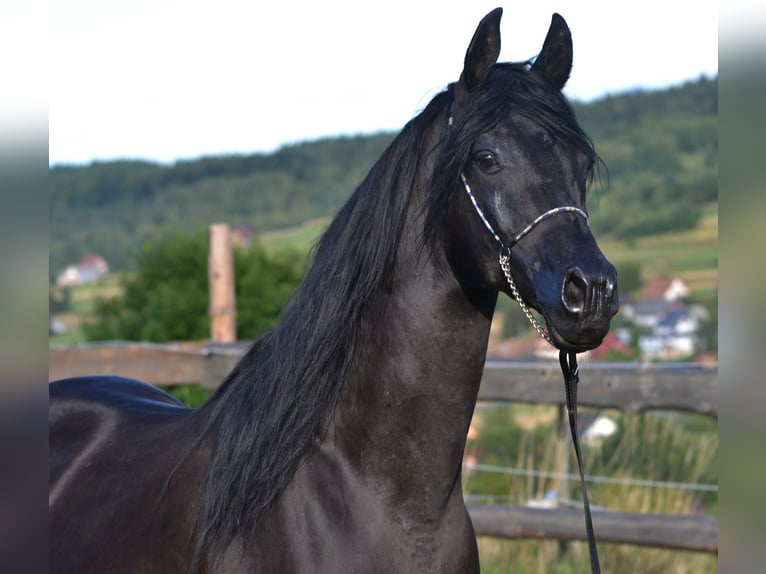 Koń czystej krwi arabskiej Ogier 15 lat 152 cm Kara in Toporzysko