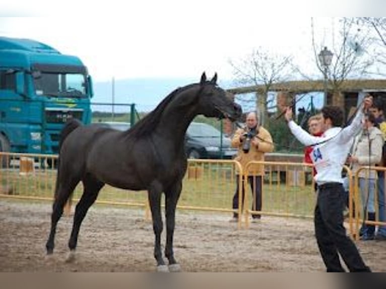 Koń czystej krwi arabskiej Ogier 17 lat 154 cm Kara in Pandenes