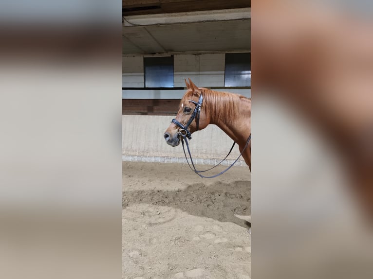 Koń czystej krwi arabskiej Ogier 18 lat 147 cm Kasztanowata in Blomberg