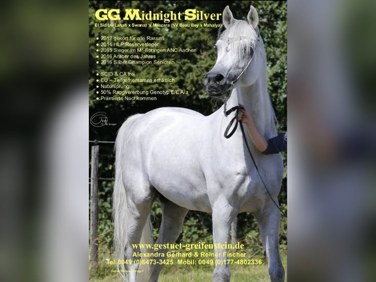 Koń czystej krwi arabskiej Ogier 18 lat 156 cm Siwa in Leun