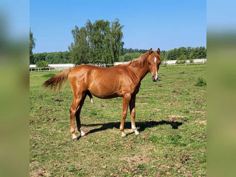 Koń czystej krwi arabskiej Ogier 1 Rok 133 cm Kasztanowata in Lubiszyn
