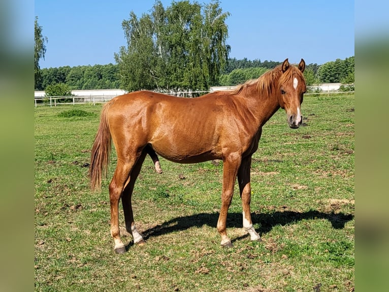 Koń czystej krwi arabskiej Ogier 1 Rok 133 cm Kasztanowata in Lubiszyn