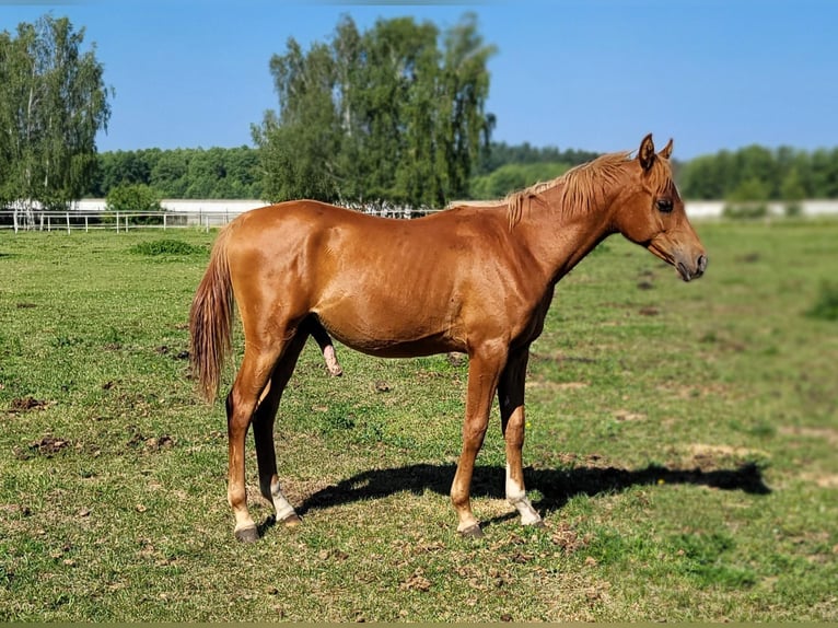 Koń czystej krwi arabskiej Ogier 1 Rok 133 cm Kasztanowata in Lubiszyn