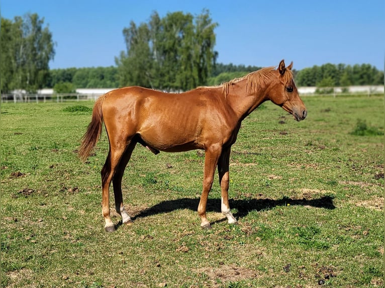 Koń czystej krwi arabskiej Ogier 1 Rok 133 cm Kasztanowata in Lubiszyn