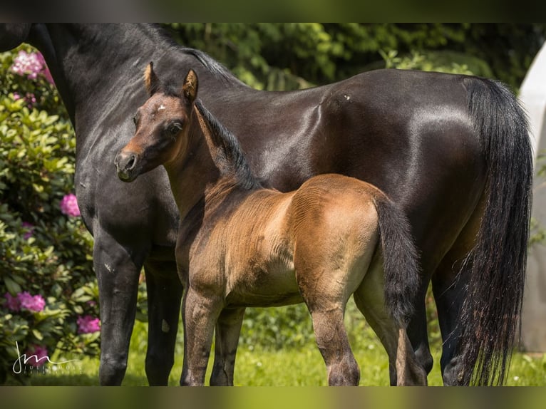 Koń czystej krwi arabskiej Ogier 1 Rok 134 cm Siwa w hreczce in Söll