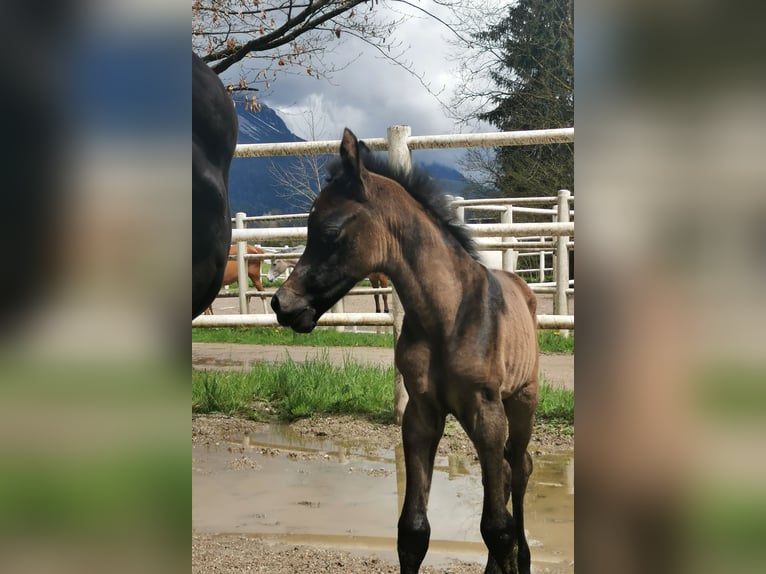 Koń czystej krwi arabskiej Ogier 1 Rok 134 cm Siwa w hreczce in Söll