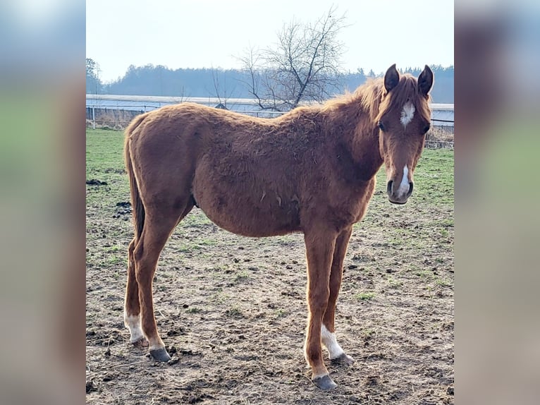 Koń czystej krwi arabskiej Ogier 1 Rok 135 cm Kasztanowata in LUBISZYN