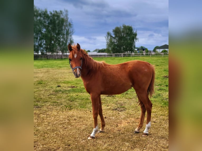 Koń czystej krwi arabskiej Ogier 1 Rok 135 cm Kasztanowata in LUBISZYN