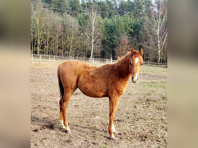 Koń czystej krwi arabskiej Ogier 1 Rok 135 cm Kasztanowata in LUBISZYN