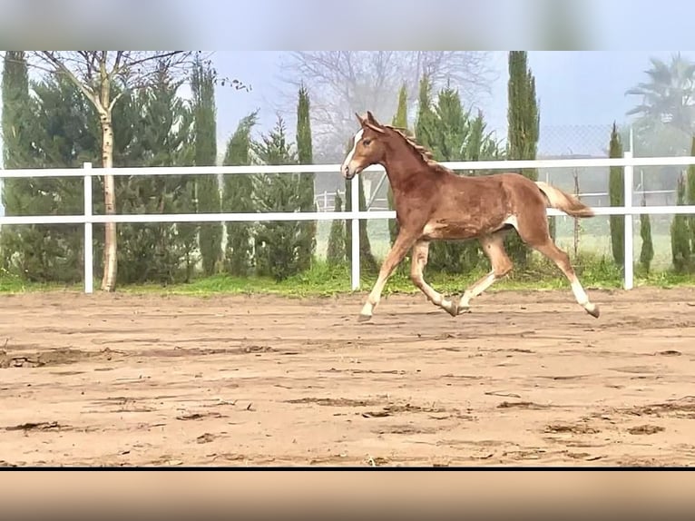 Koń czystej krwi arabskiej Ogier 1 Rok 140 cm Gniada in Los Palacios y Villafranca, Sevilla