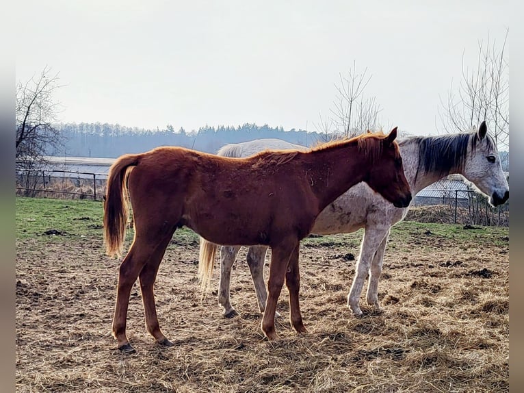Koń czystej krwi arabskiej Ogier 1 Rok 140 cm Kasztanowata in Lubiszyn