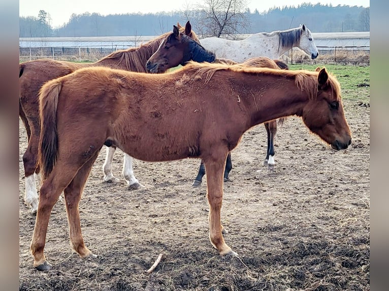 Koń czystej krwi arabskiej Ogier 1 Rok 140 cm Kasztanowata in Lubiszyn