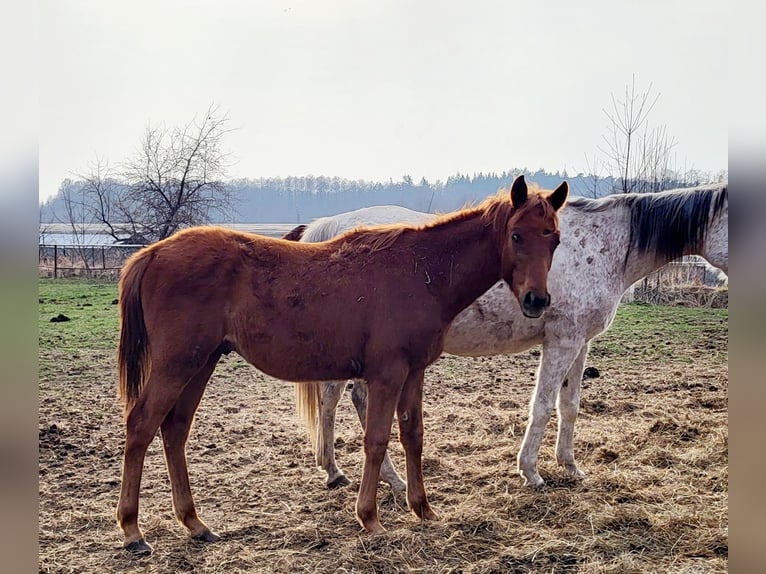 Koń czystej krwi arabskiej Ogier 1 Rok 140 cm Kasztanowata in Lubiszyn