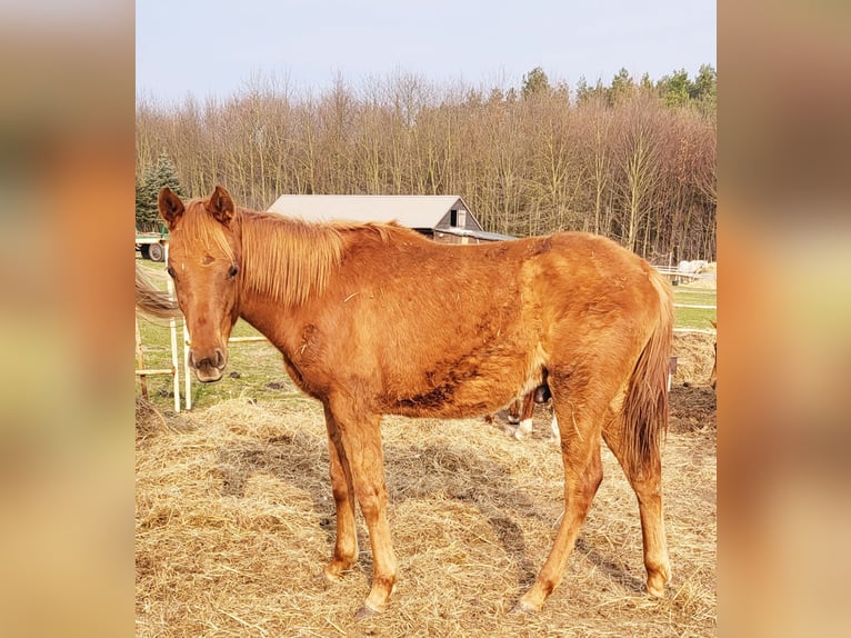 Koń czystej krwi arabskiej Ogier 1 Rok 140 cm Kasztanowata in Lubiszyn