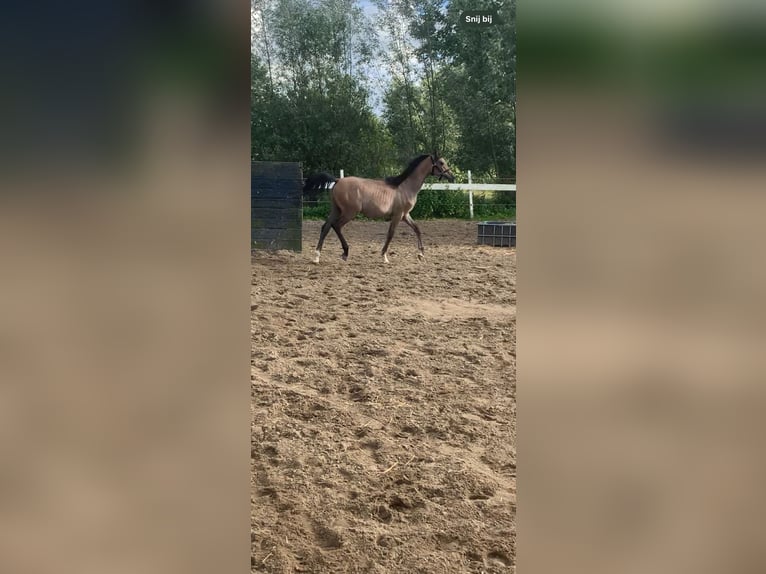 Koń czystej krwi arabskiej Ogier 1 Rok 145 cm Biała in Hardinxveld-Giessendam