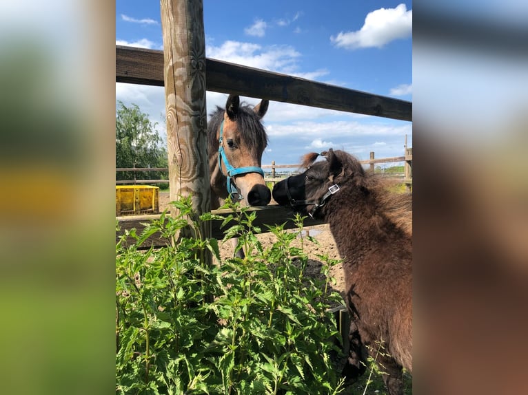 Koń czystej krwi arabskiej Ogier 1 Rok 145 cm Biała in Hardinxveld-Giessendam