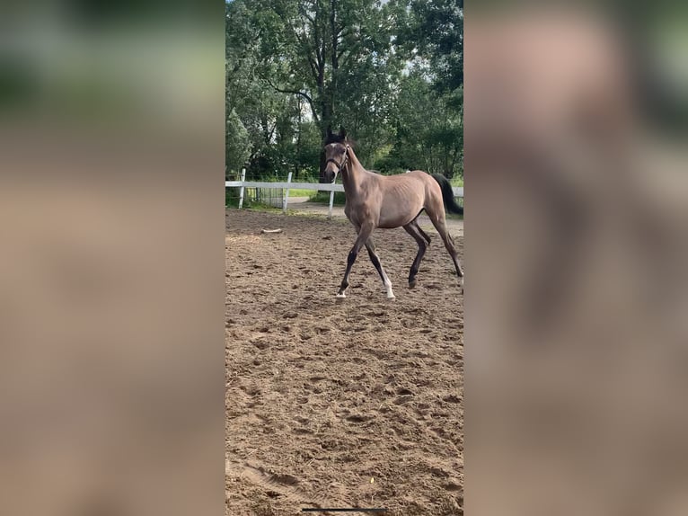 Koń czystej krwi arabskiej Ogier 1 Rok 145 cm Biała in Hardinxveld-Giessendam