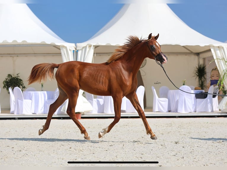 Koń czystej krwi arabskiej Ogier 1 Rok 150 cm Ciemnokasztanowata in Komárov