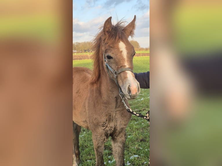 Koń czystej krwi arabskiej Ogier 1 Rok 150 cm Formy Brown Falb in Duizel