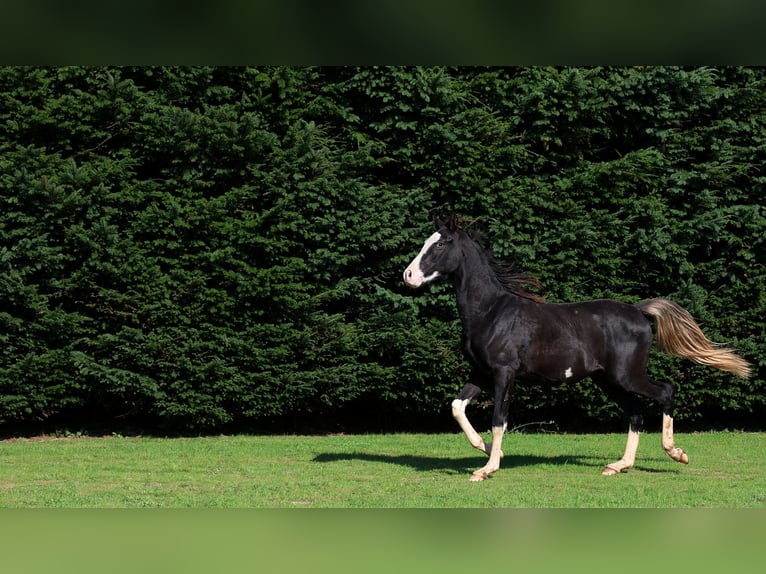 Koń czystej krwi arabskiej Ogier 1 Rok 150 cm Kara in GOVEN