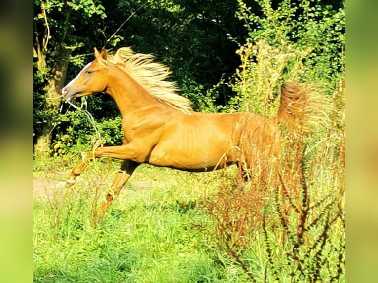 Koń czystej krwi arabskiej Ogier 1 Rok 150 cm Kasztanowata in Kassel