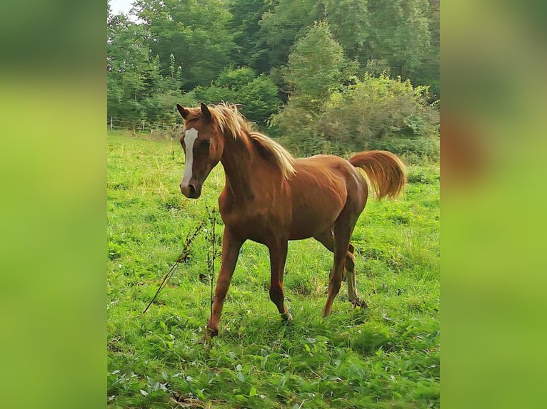 Koń czystej krwi arabskiej Ogier 1 Rok 150 cm Kasztanowata in Kassel