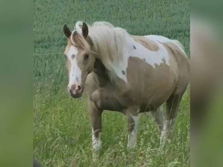 Koń czystej krwi arabskiej Ogier 1 Rok 150 cm Szampańska in Haunetal