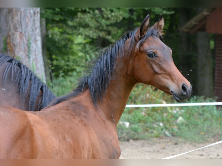 Koń czystej krwi arabskiej Ogier 1 Rok 153 cm Gniada in Koprivnica
