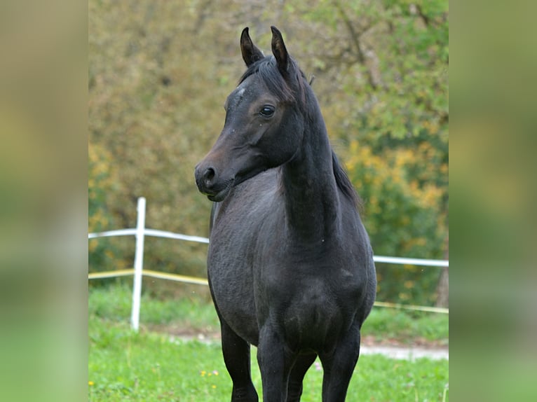 Koń czystej krwi arabskiej Ogier 1 Rok 153 cm Siwa in Koprivnica