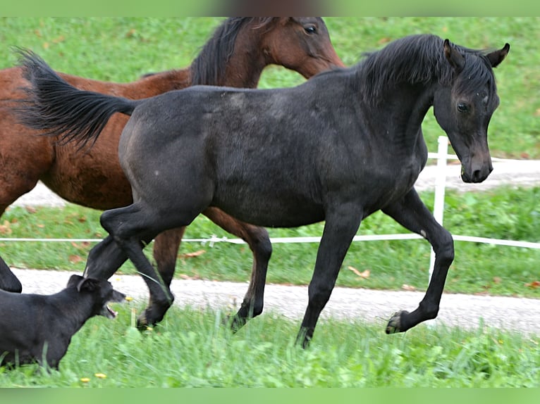 Koń czystej krwi arabskiej Ogier 1 Rok 153 cm Siwa in Koprivnica