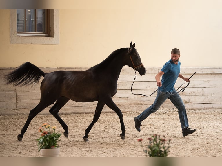 Koń czystej krwi arabskiej Ogier 1 Rok 154 cm in Koprivnica