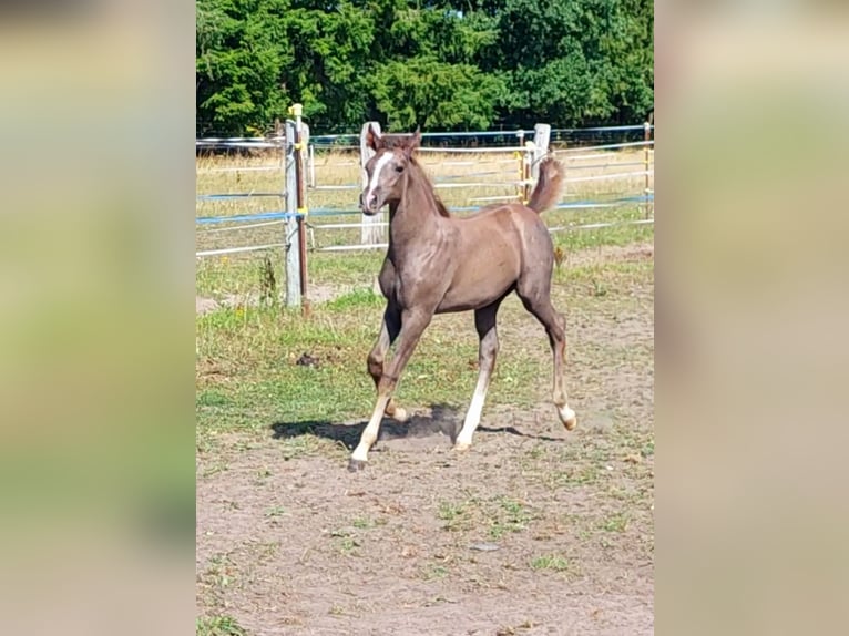 Koń czystej krwi arabskiej Ogier 1 Rok 154 cm Siwa in Eschede