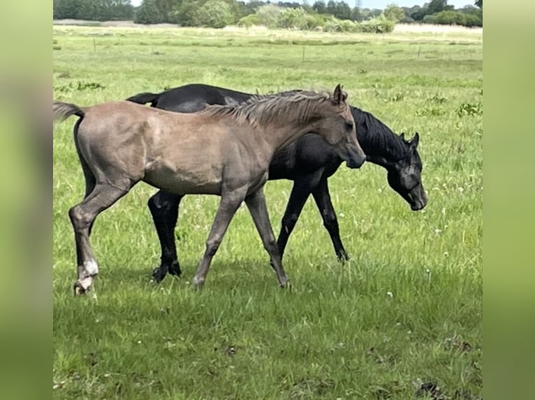 Koń czystej krwi arabskiej Ogier 1 Rok 155 cm Formy Brown Falb in Großefehn Ostgroßefehn